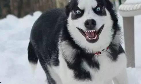 娱乐吃瓜酱哈士奇不拆家